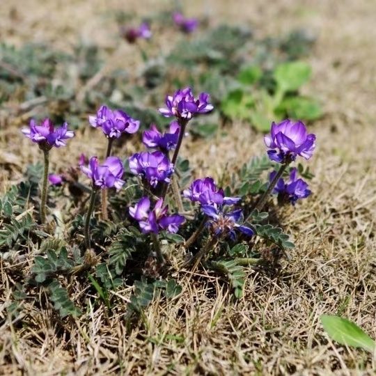 米小花苹果版新西兰小花苹果图片-第2张图片-太平洋在线下载