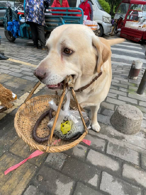 铁牛软件下载苹果版的简单介绍